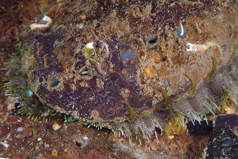 Haliotis sp.
